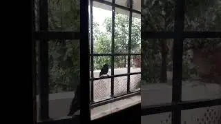 birds #nature