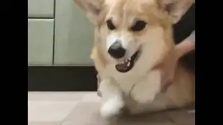 Убери от меня эту палку ... А хотя нет, давай продолжай 😀