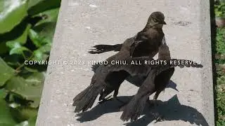 Birds