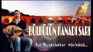 BÜLBÜLÜN KANADI SARI - ÖZGÜR ULAŞ DOĞANOĞLU#diyarbakırtürküsü#celalgüzelses#zoom h8