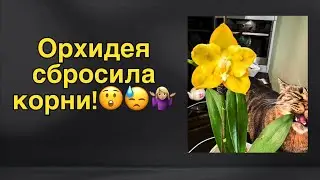 Реанимация орхидеи | Наращивание корней