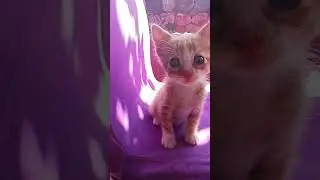 Avuç içi kadar sevgi şirinmi şirin