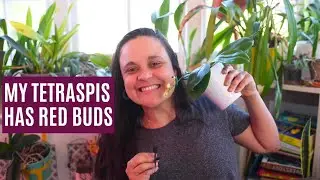 Stressed Vanda is pushing out roots | Tetraspis will give me colourful flowers & more updates
