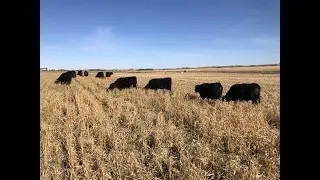 Stockpiled Annuals for Fall/Winter Grazing
