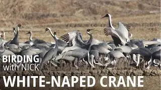 Enchanting White-naped Crane Calls in South Korea