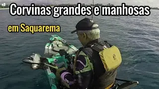 Corvinas grandes e manhosas em Saquarema