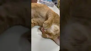Tết đến nơi dồi mà hoàng thượng vẫn nằm ngủ cho được 😪 #shorts #cat