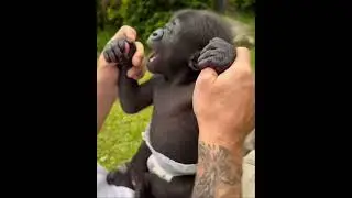Baby Gorilla 🦍… 