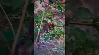 wait for the picture 