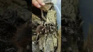 Giorgio è enorme! 🕷️