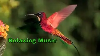 HD - Relaxing Music   Stress Relief Music, Positive Energy, Study Music, Meditation.-MM-031.🔔