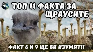 ТОП 11 ФАКТА ЗА ЩРАУСА, КОИТО ЩЕ ВИ ОСТАВЯТ БЕЗ ДУМИ!