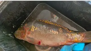 рыбалка на платнике Акулово,#fishing #ловим #рыба #рыбалка 🎣