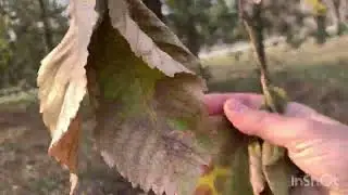 КРИВОЙ  РОГ🇺🇦 ПАРК  ЮБИЛЕЙНЫЙ  ДОЛГИНЦЕВО