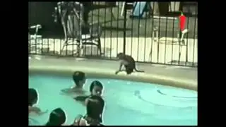 Funny Animals Videos. Самые лучшие приколы c животными #20