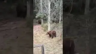 Напоролись на стаю медведей #врекомендации #travel #funnyvideo#animals#bear#коми#funny