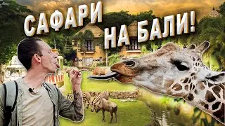 Сафари на Бали! Поболтал с жирафом, поиграл с сурикатами) В мире животных по-индонезйски!