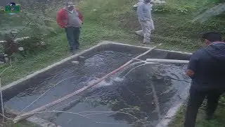 PISCICULTURA CRIANZA FAMLIAR COSECHA DE TRUCHAS