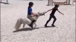 Trainer posts Mini pony riding. Excessive crop use. Why slap horse in face? #horse #minipony #save