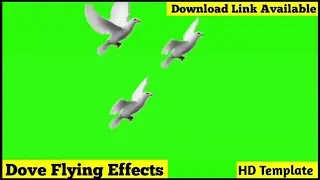 Dove flying Green screen effects | Green screen Video | King_Effects | Birds flying green screen