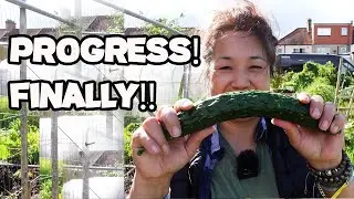 Ep19: Allotment Life, gardening vlog, planting out, seeing some progress