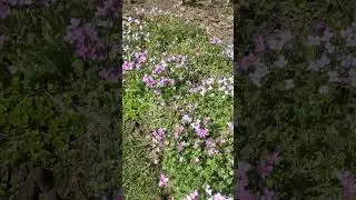 Арабис альпийский 