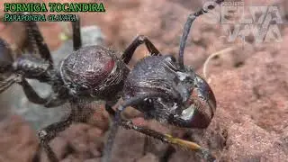 Tocandira, a formiga cuja picada é mais dolorida que levar um tiro.