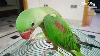 Cute style of Totu's eating || Parrot kis trah khaty hain #totuvlog #eatingparrot