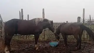 Жеребец охраняет своих кабылиц