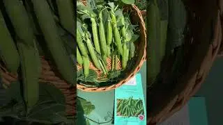 Раннеспелый горох БАРТЕСА #садыроссии #сад #дача#горох