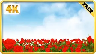 Red rose field moving background with blue sky video loops