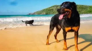 Living and Sailing with big Dogs on board - Insights after 6 years traveling with Pets. 🐕