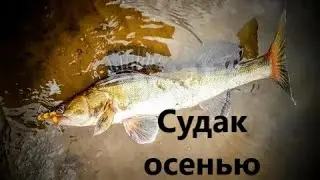 КАК ЛОВИТЬ СУДАКА ОСЕНЬЮ? ПРИМАНКИ И МЕСТА ДЛЯ ЛОВЛИ СУДАКА В ОСЕННЕЕ ВРЕМЯ.
