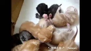 *~龍媽六寶~* 幼幼小乖仔的粉嫩小手掌篇