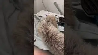 Descobrir um local ótimo para dar banho nos meus pets