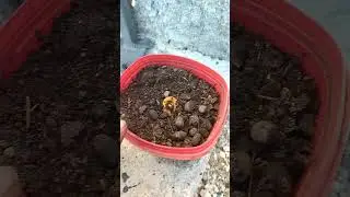 Avokado çekirdeğini suda ve toprakta çimlendirme