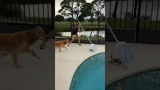 Big CRAB in Pool!! Watch out Finley!! 🦀😆😳 