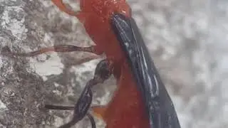 Braconidae: Zombrus