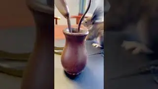 이건 누가 누구를 놀리는 걸까요? 청설모VS인간
