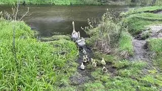 Папа Гусь и Мама Гусыня первый раз ведут своих деток купаться. Goslings swam for the first time!!!