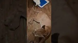 Пума после двух припадков 😿