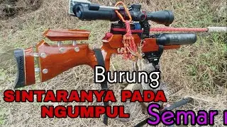 BURUNG SINTAR LAGI KUMPUL LANGSUNG DOR PLOK (SEMAR NEO Z)
