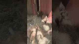 We got surprised on the farm! 🐐 #cuteanimals