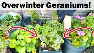 Geraniums overwinteren; winterhobby - Hoe je pelargoniums verzorgt tijdens de winter