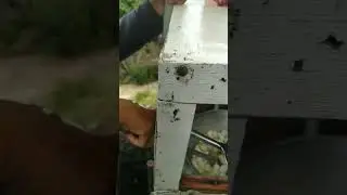 cimol viral 