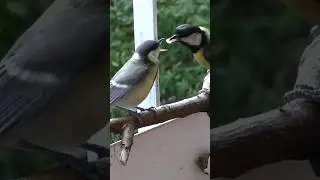 Звук птиц / синица большая