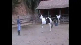 Avante8.wmv