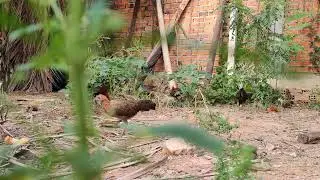 red junglefowl farm Cambodia so cute