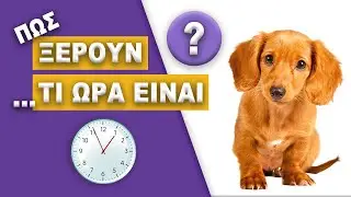 Πώς Καταλαβαίνουν τα Σκυλιά...Τι Ώρα Είναι?