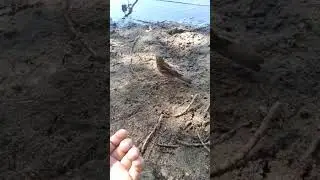 Кормимо горобця опаришем